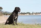 CANE CORSO 425